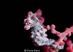 So sweet and...damned...so small... by Dave Benz 